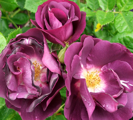 Rhapsody in Blue Rose